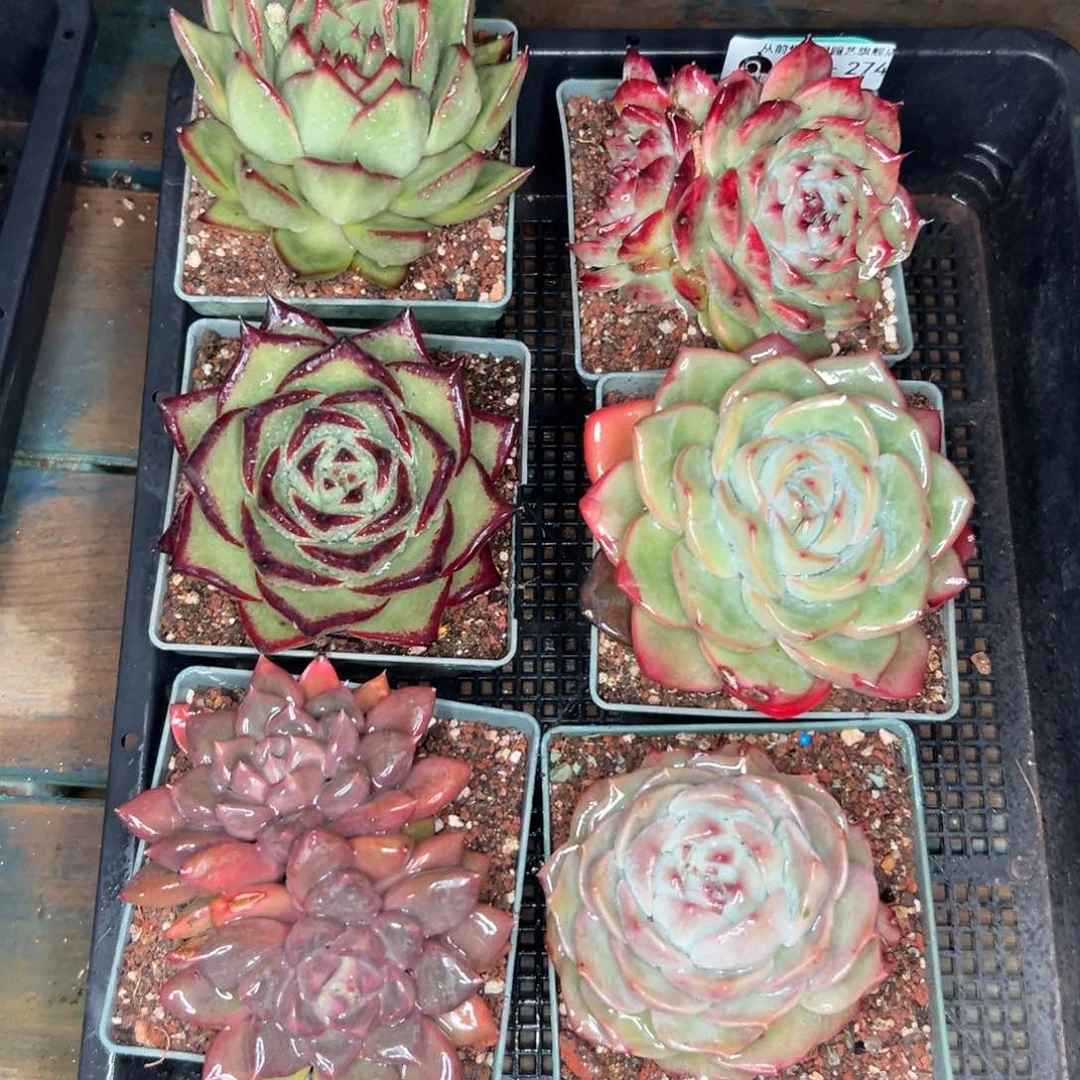 多肉精选编号0121.274