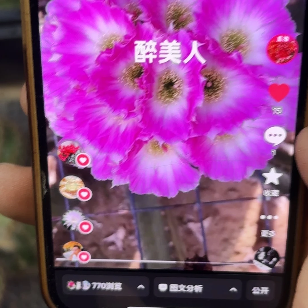 醉美人丽花侧牙20包邮仙人球40