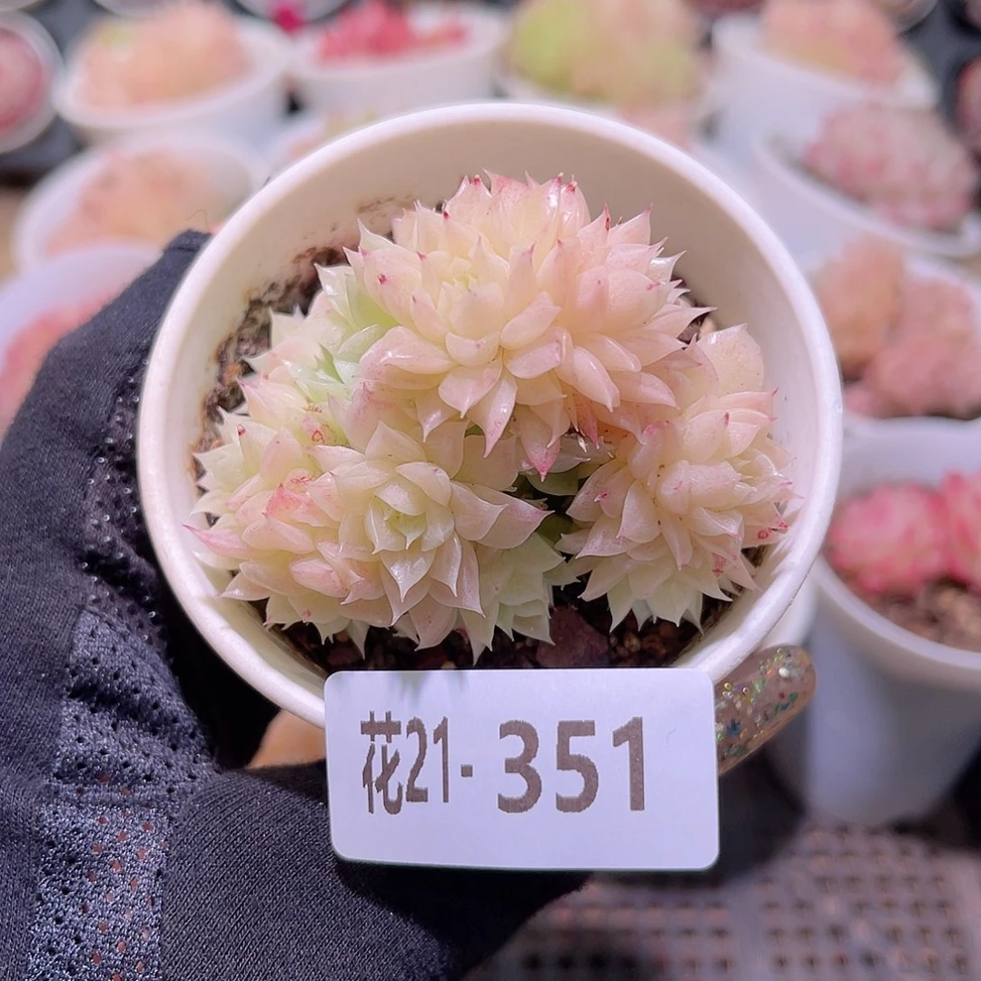 花利美21-351麦秆群