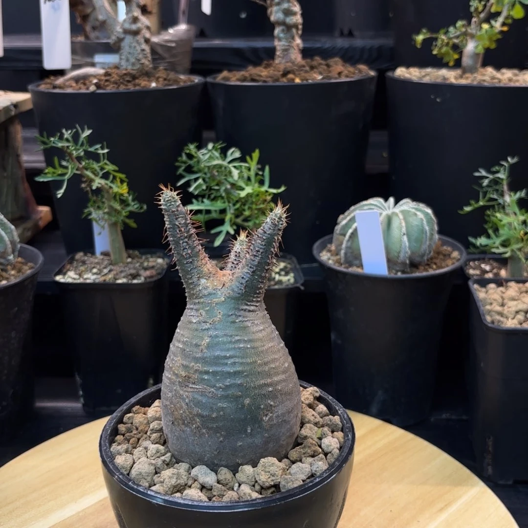 象牙宫熟桩带盆土