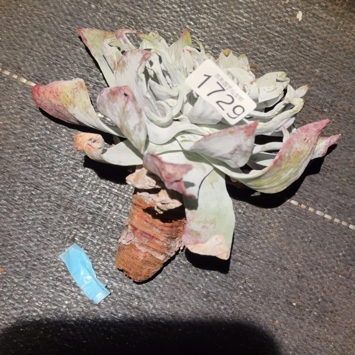 3代杂交仙女杯多开播好福利