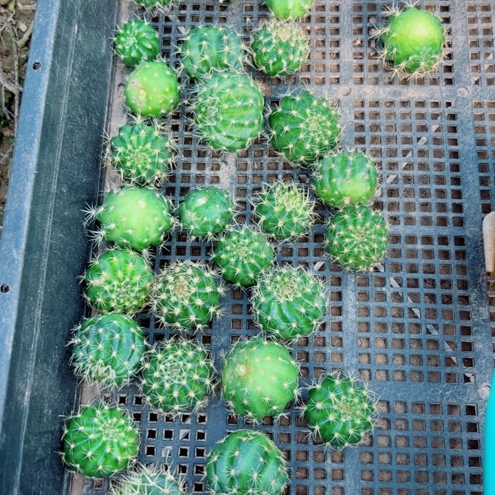 25混荷花歪无根侧芽2一3公分左右20包邮