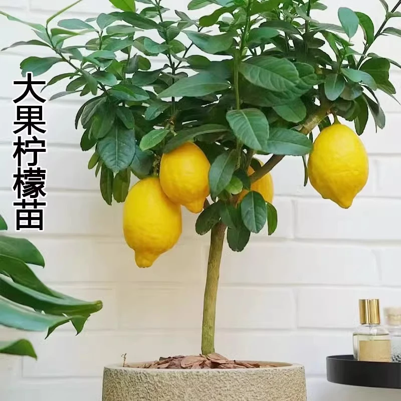 香水柠檬树苗盆栽地载可食用水果树苗庭院阳台室内南北方种植果苗