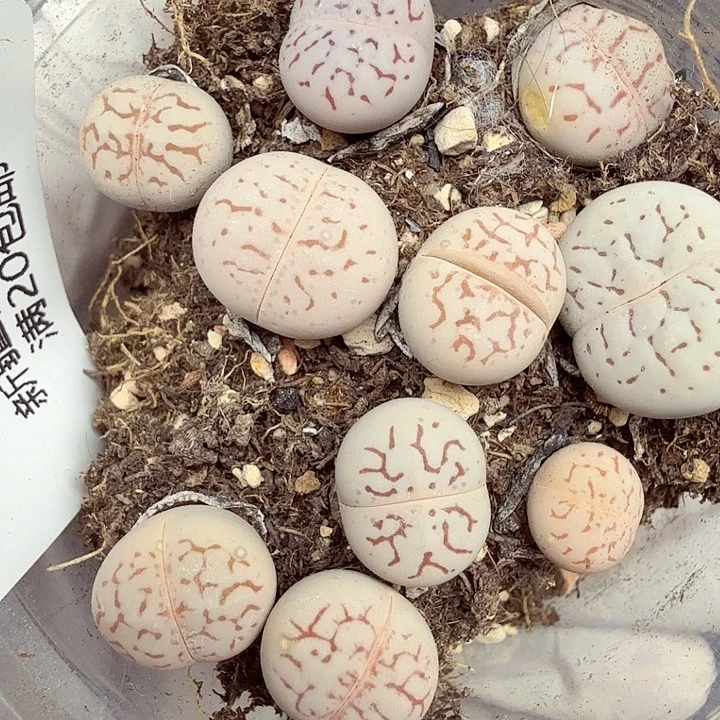 哈哈哈你真的会有很多小440是