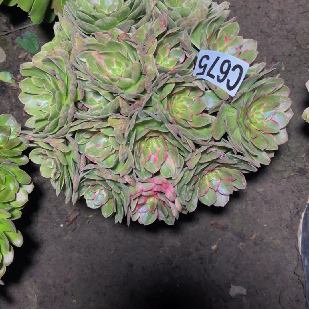 莲花座法师26/////21包邮