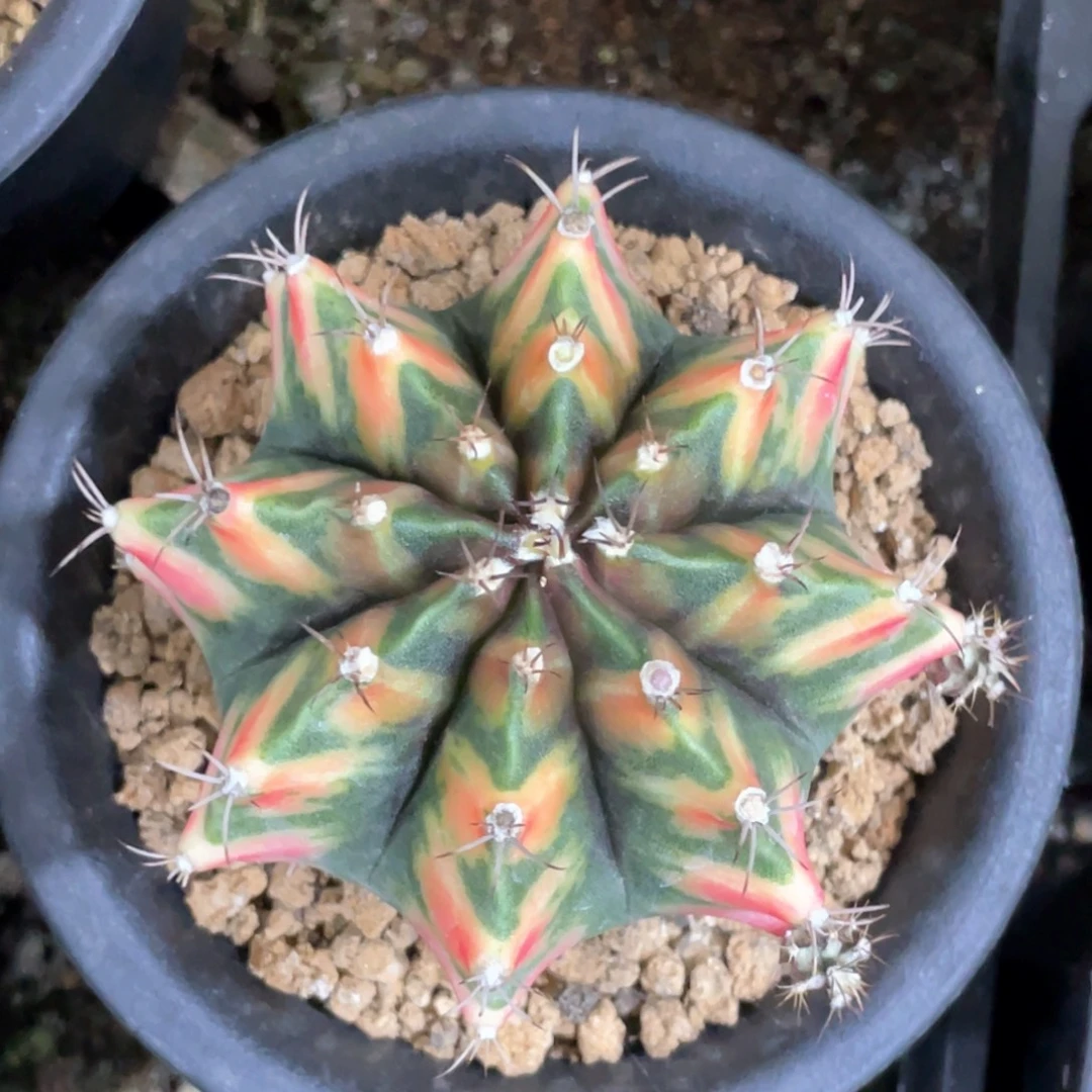 当前无花朵，栽培后可花朵虎斑规律v背锦