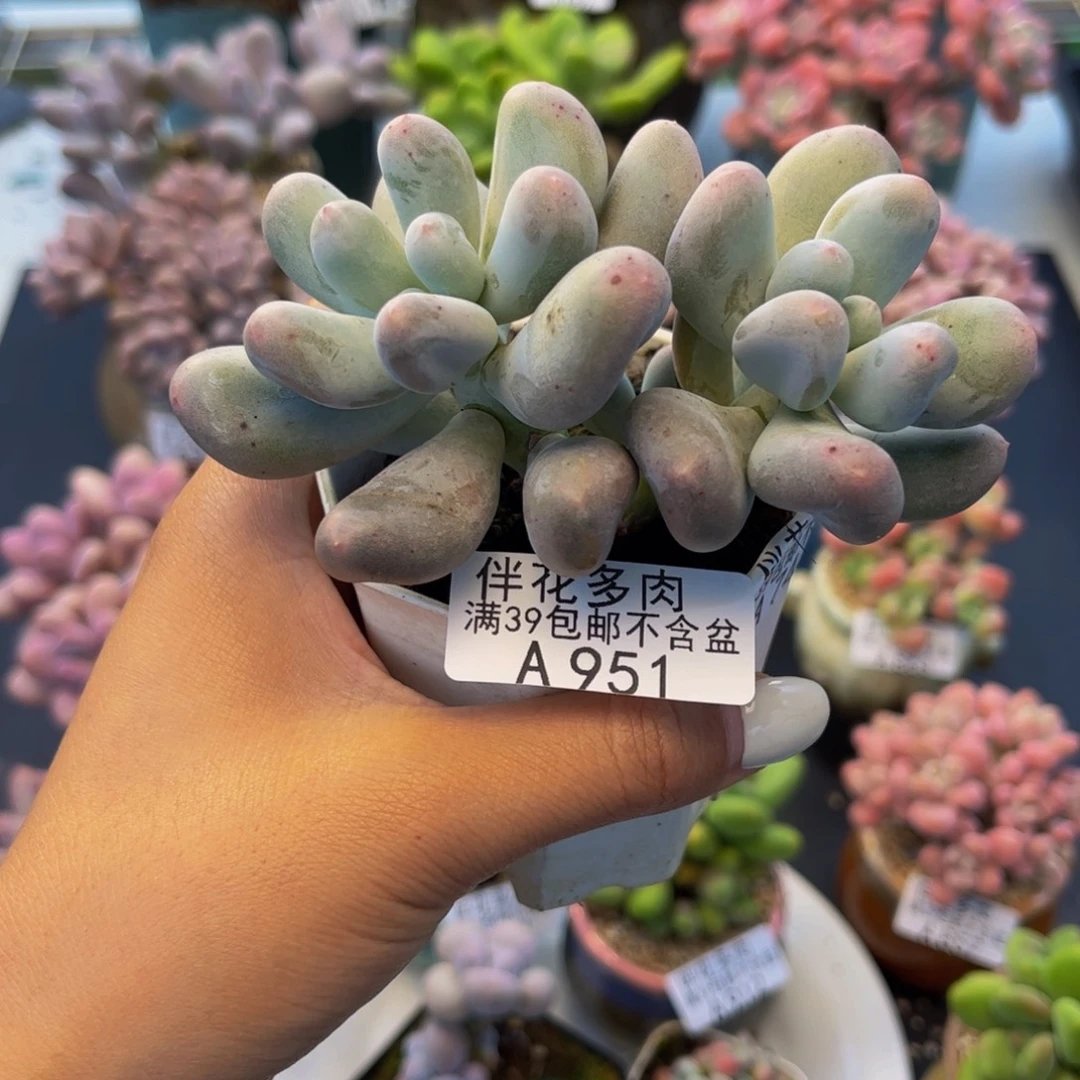 951-米可奶酪多肉8cm