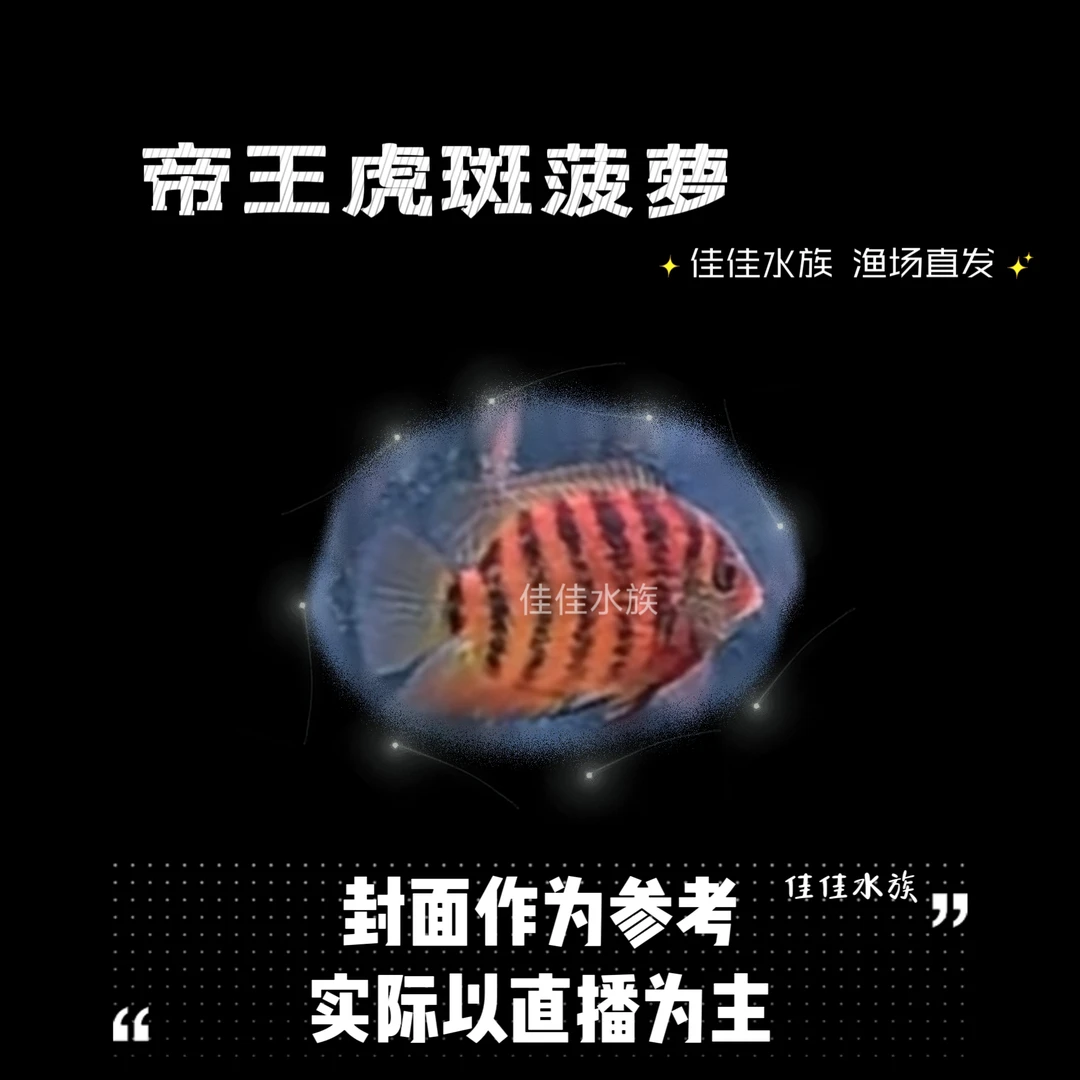 帝王虎斑菠萝  热带观赏鱼 好养好看可混养 可龙鱼配鱼