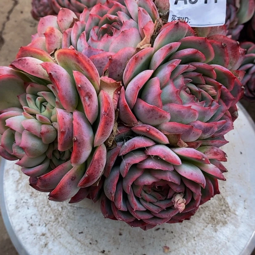 【闪购商品】8****8多肉植物