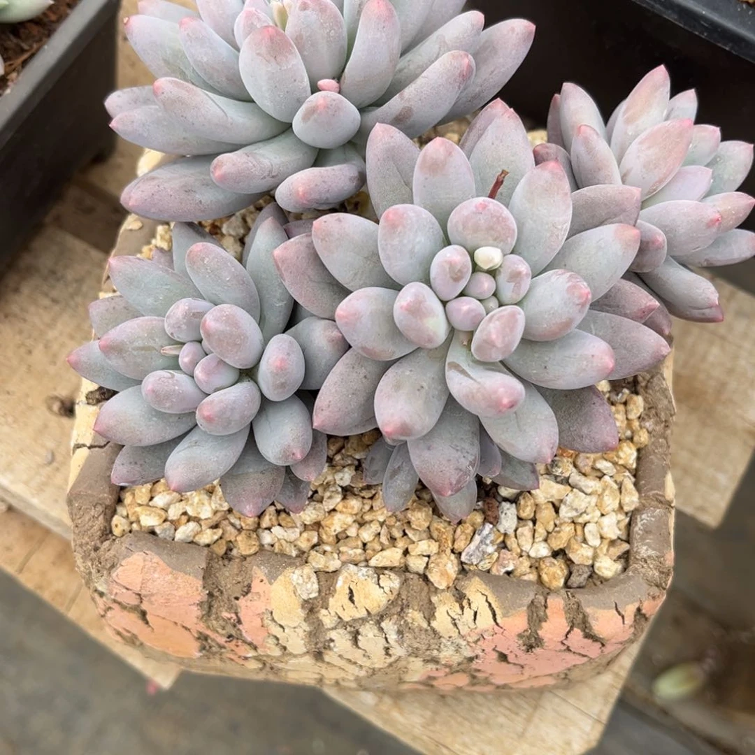 多肉植物多肉植物