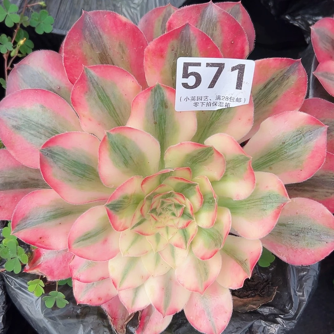 多肉植物571爱丽丝