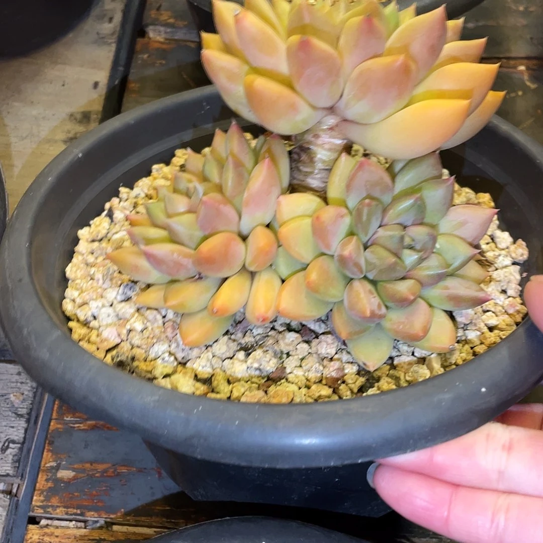 过***天多肉植物一物一拍