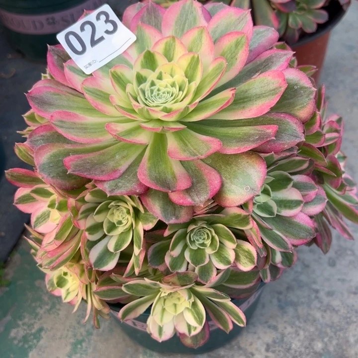 023玉资20厘米左右