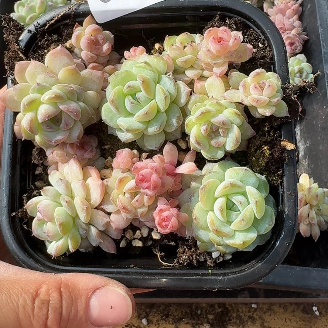 杂交新品珍妮多肉401