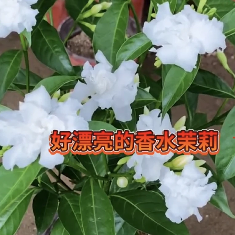 唐山特产香水茉莉