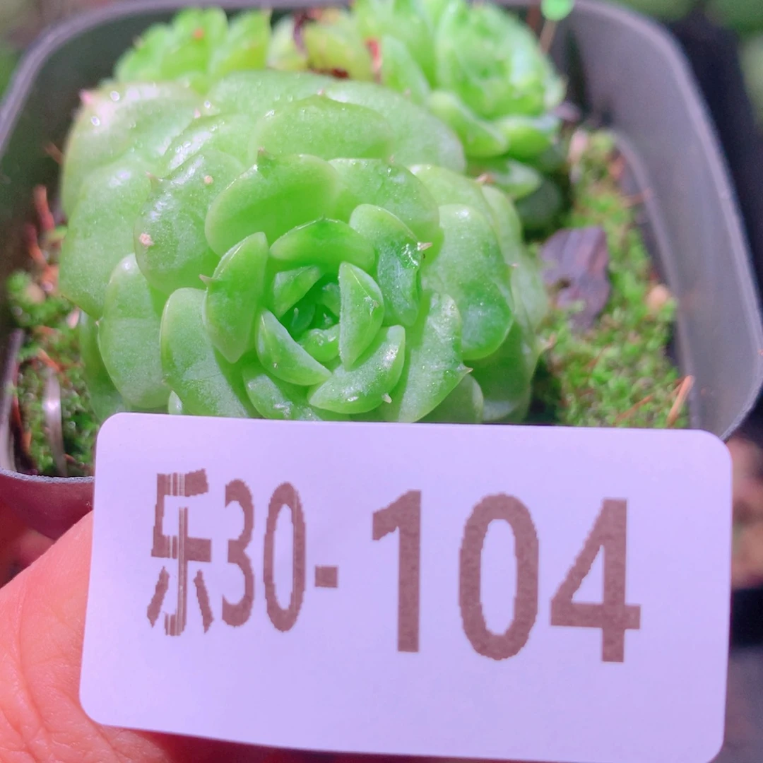 乐然30-104 新品群