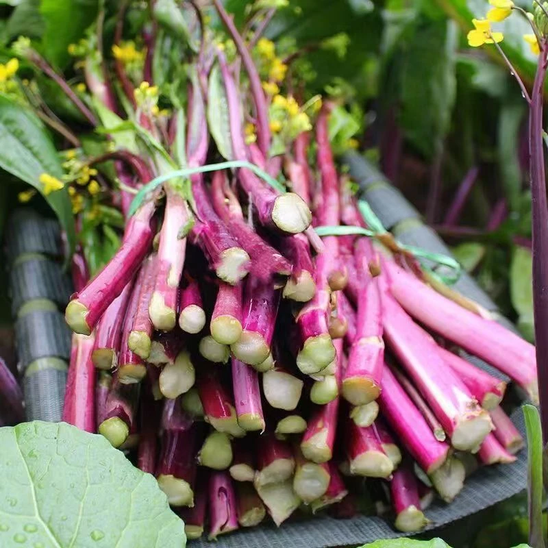 湖北霜打红菜苔！脆嫩爽口！农家现摘现发甜脆无苦蔬菜超嫩