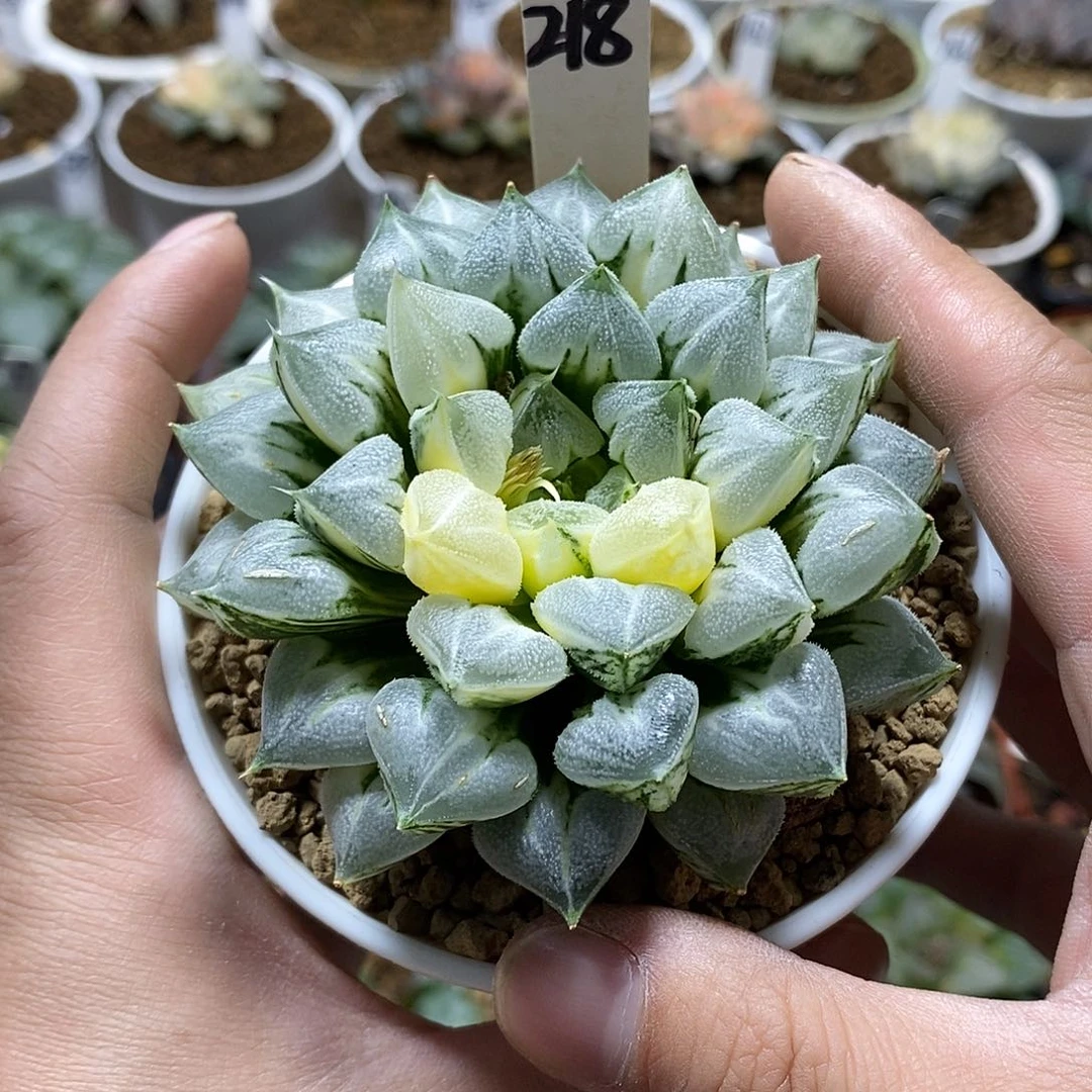 豪***?218爱心寿锦多肉植物