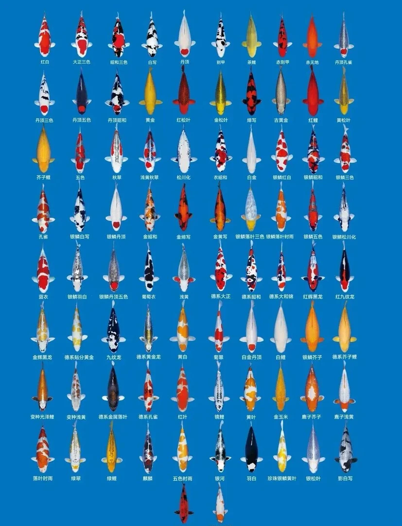 锦鲤活鱼观赏鱼淡水昭和好养纯种血统招财大正三色红白秋翠冷水鱼