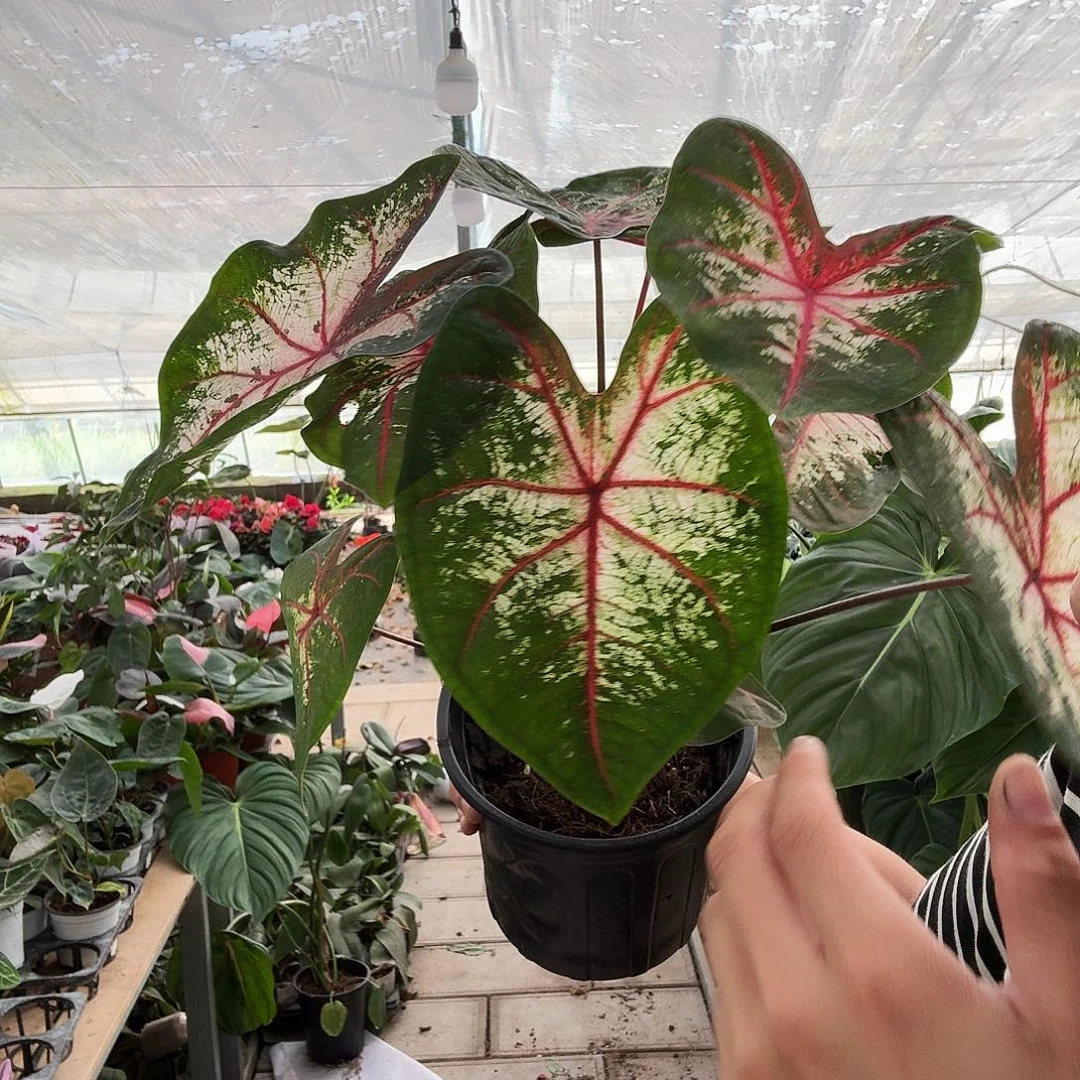 完全开放苹果花一棵
