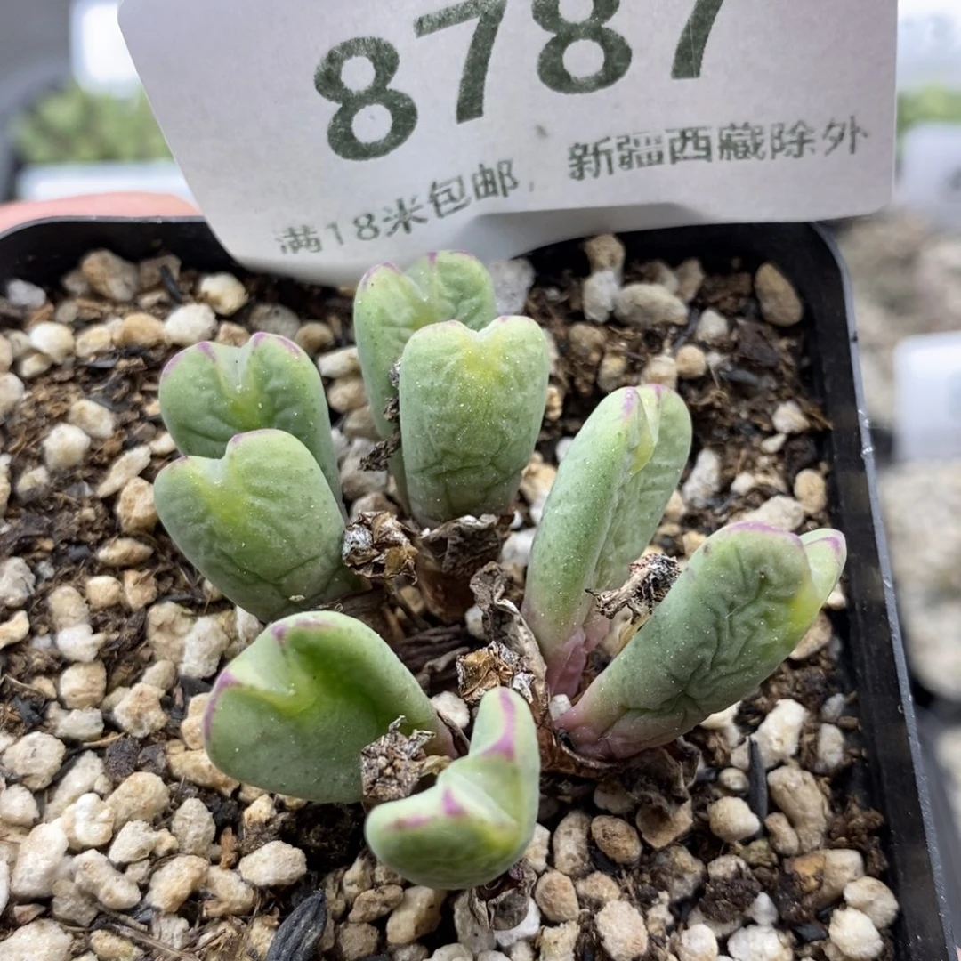 8787。