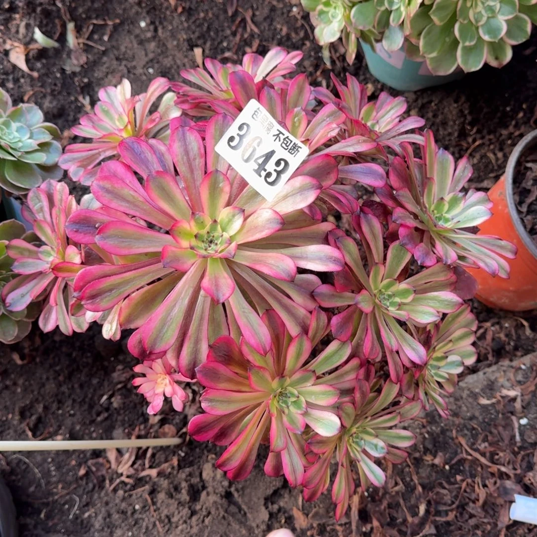 法师美肌3643 19-24