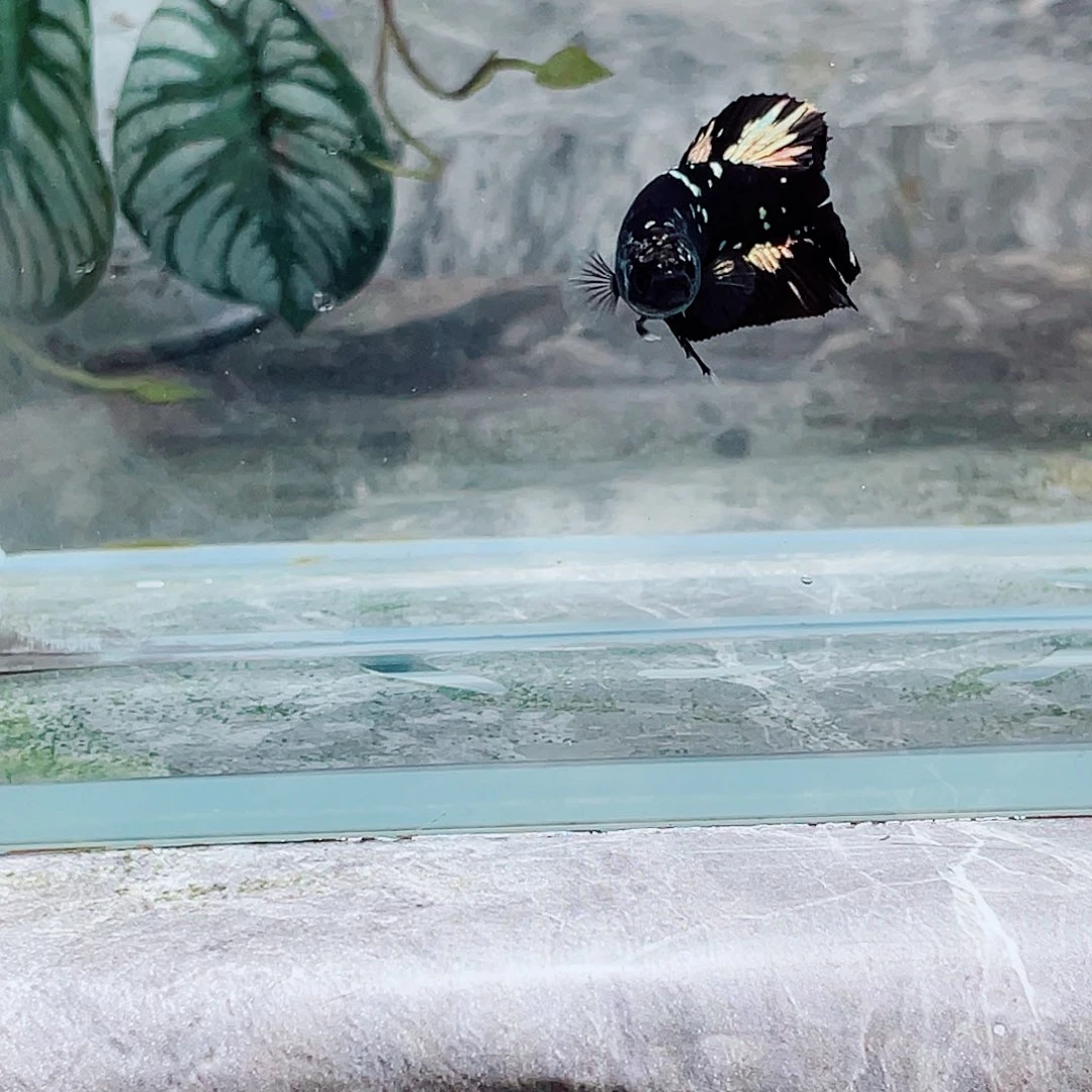 斗鱼育平斗鱼泰国斗鱼