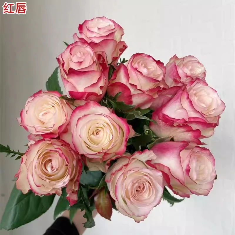 红唇月季花苗盆栽庭院绿植四季开花耐热淡香阳台地栽花卉