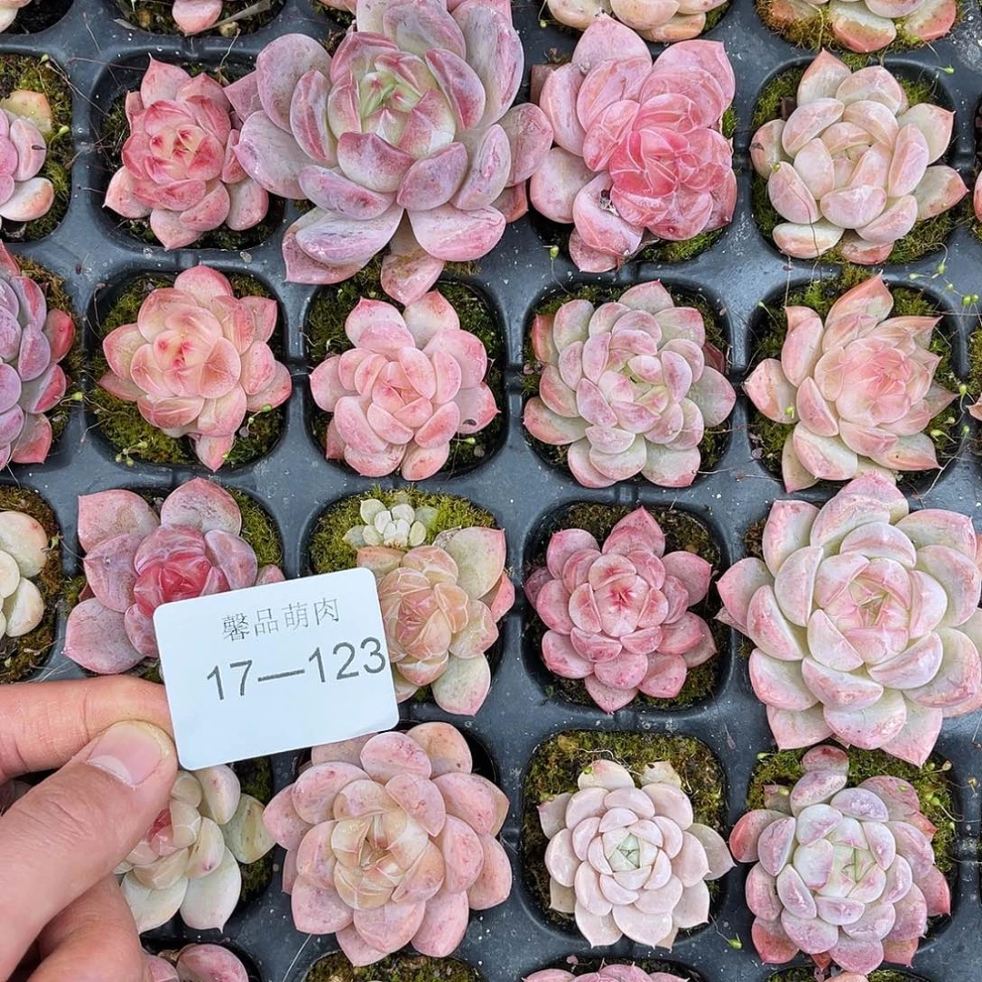 精品多肉一物一拍17-123