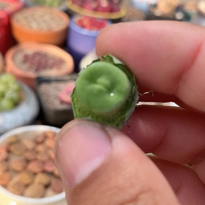 14511嘟嘟嘴一颗