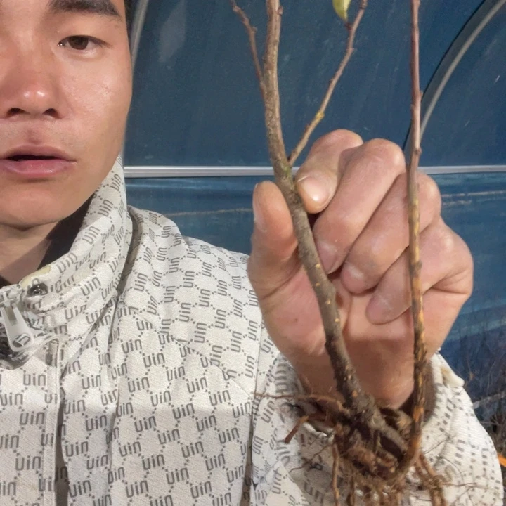 红花雲竜海棠花一颗苗