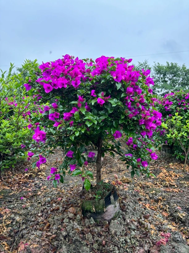 精品三角梅盆景庭院