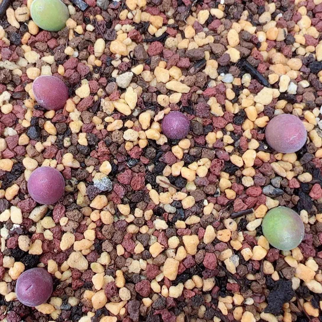 0000量拍园艺宝辉1颗尺寸0.6上下