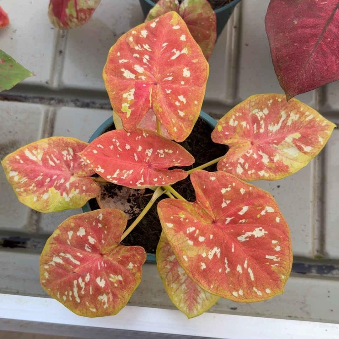 彩虹糖泰国彩叶芋48-1215