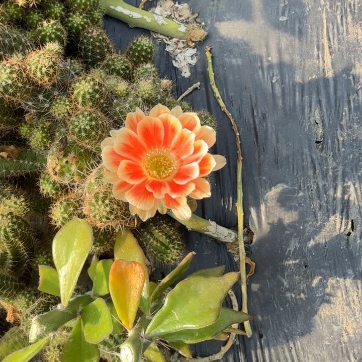 白檀仙人掌490侧芽一个