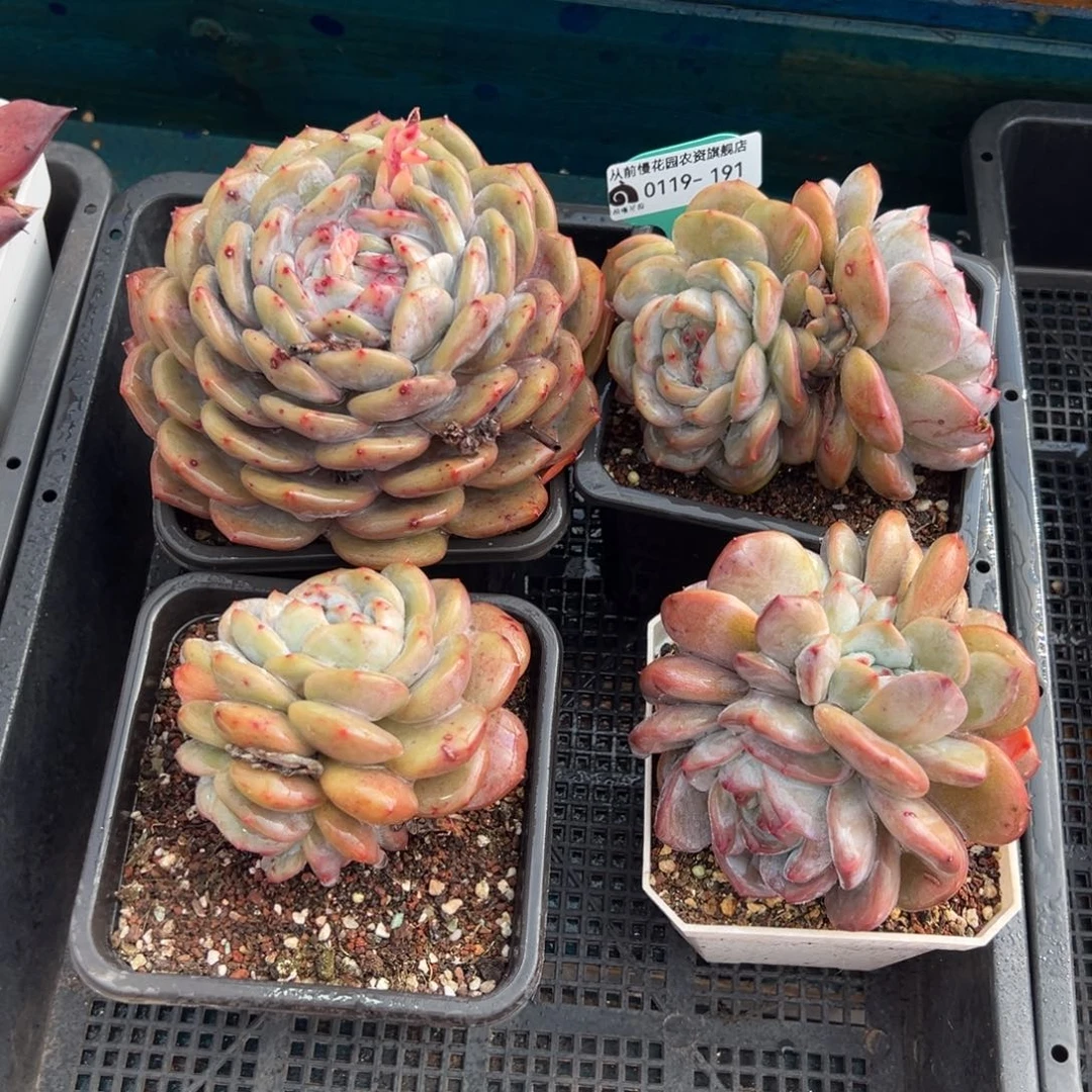 从前慢多肉精选编号0119.191