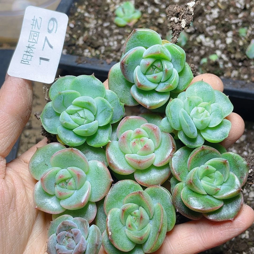 多肉植物多肉植物179