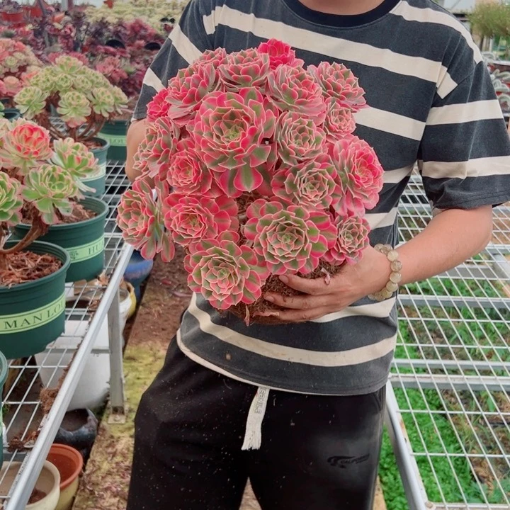 大颗女郎多肉法师