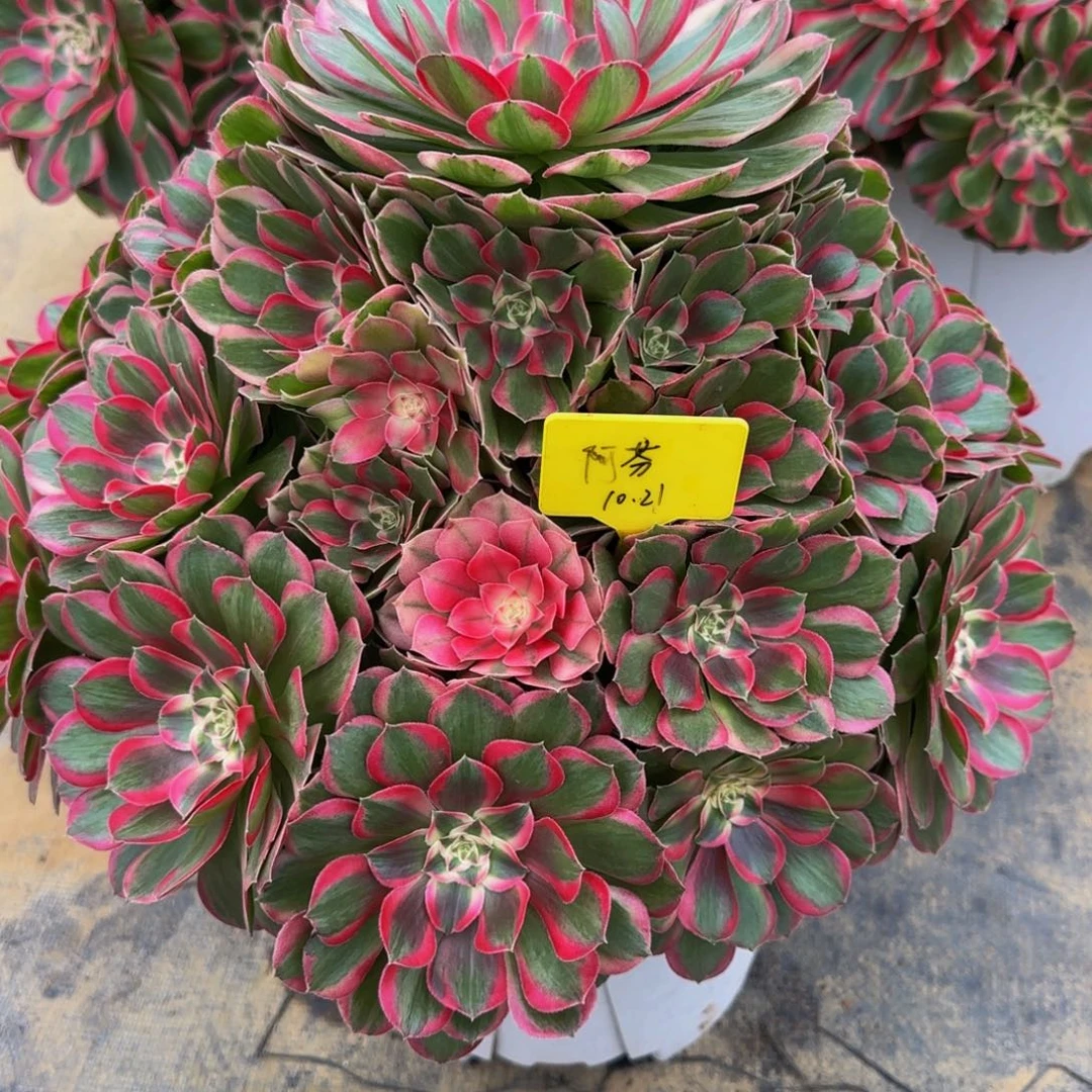 孔雀翎888888888888