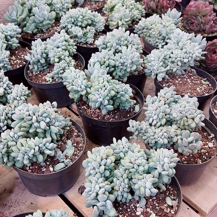 三日月缀化多肉盆栽