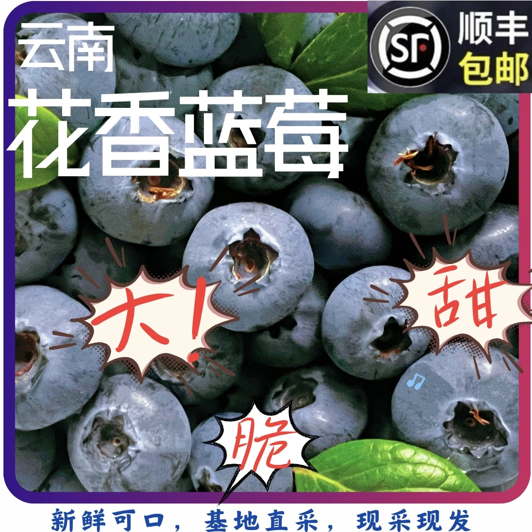 【云南花香蓝莓】云南高原 花香浓郁 鲜甜鲜果蓝莓基地现采顺丰直发