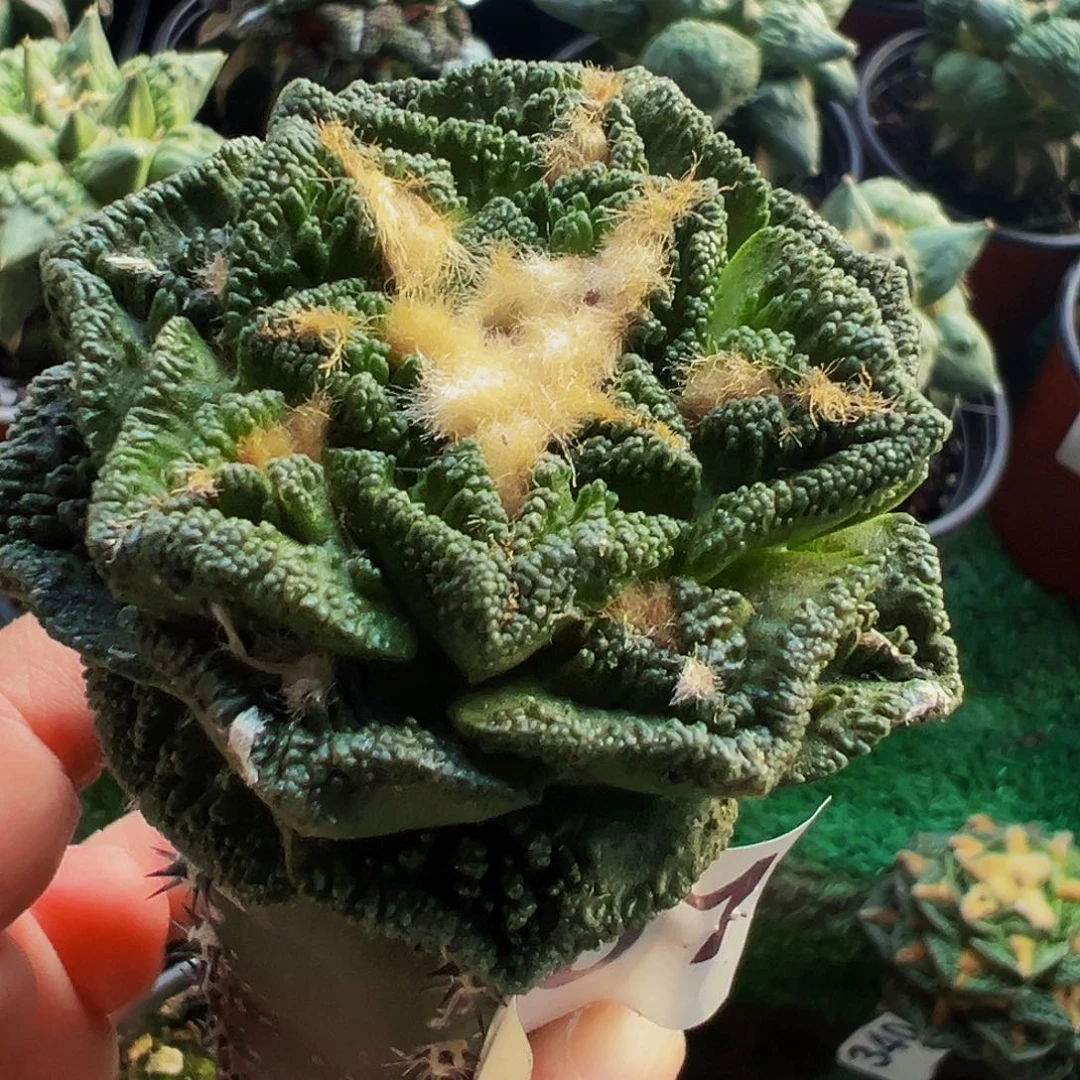 无花朵绣谱嫁接辛顿牡丹661