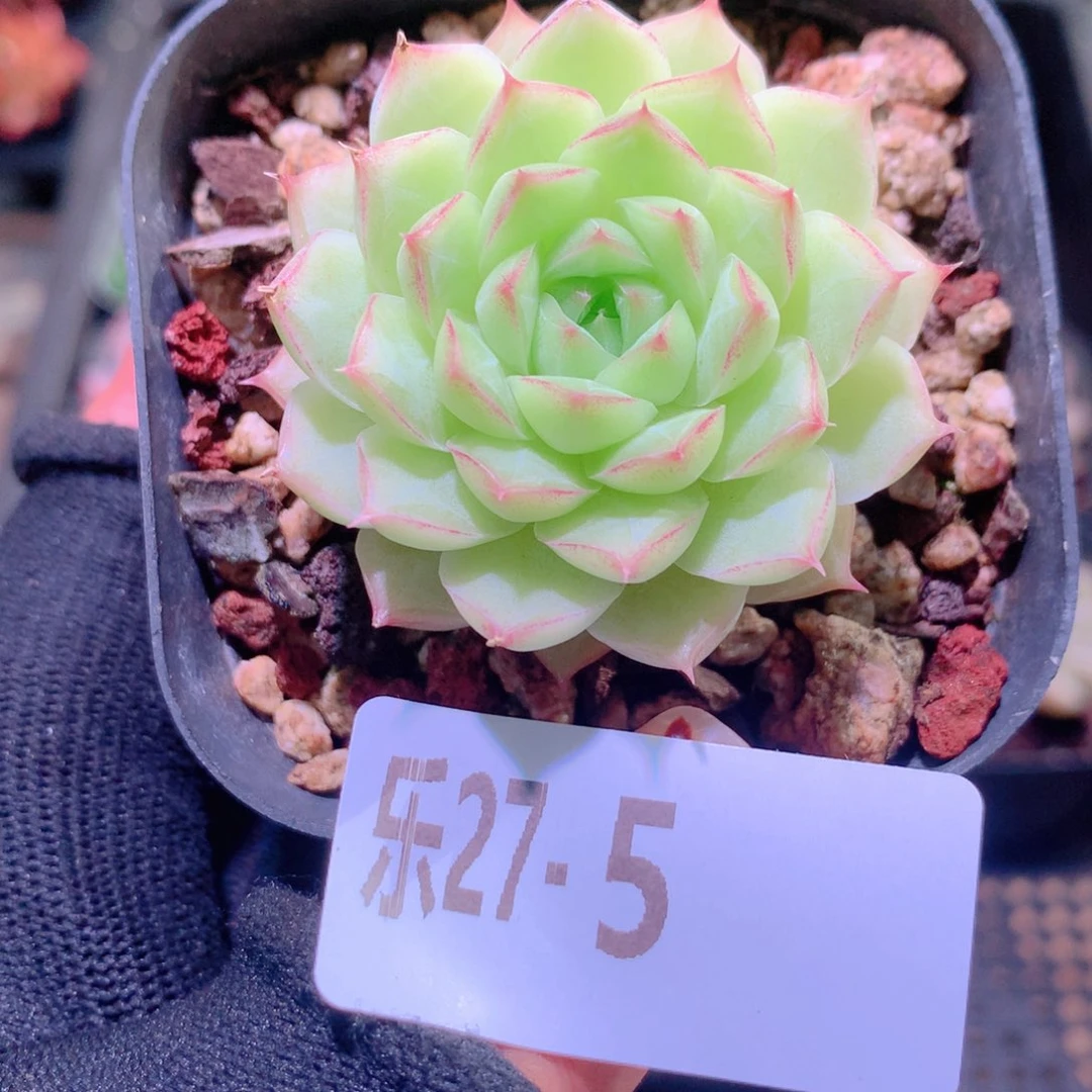 乐然27-5 女王玫瑰