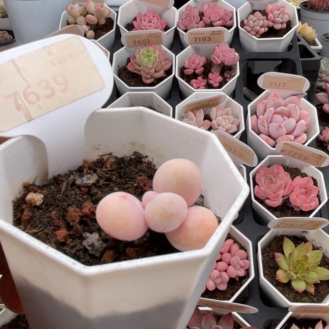 橙雪球奶酪7639-3.0厘米