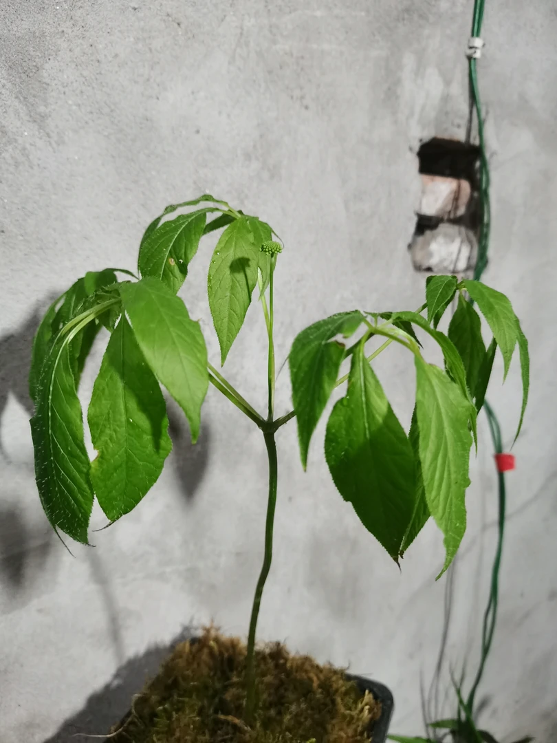 高山天王参盆栽室内小盆景绿植