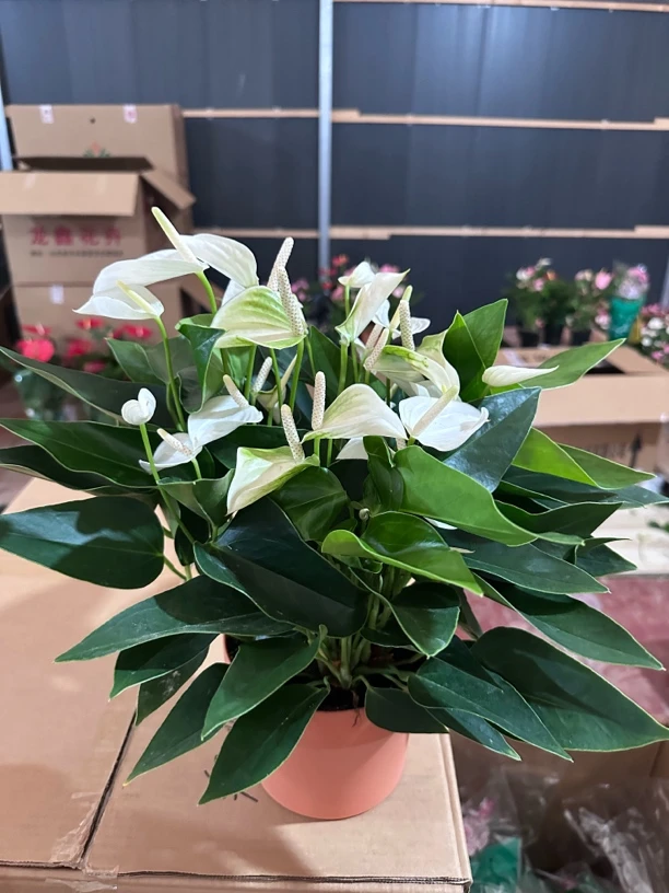 （天使）白色多花  防水泥自吸水盆掌类水培植物四季开花