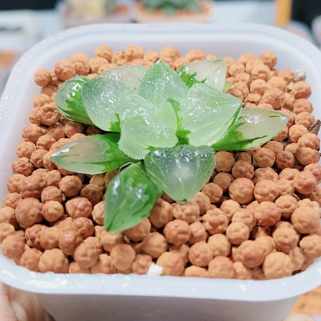 【闪购商品】浩*实生冰城