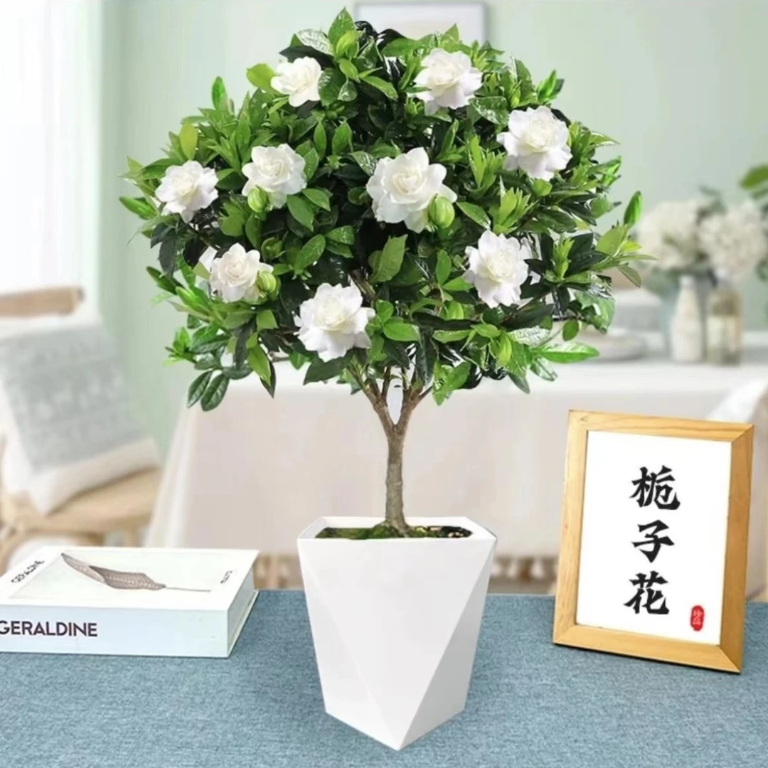 230盆棒棒糖栀子花LY浓香型绿植四季好养客厅阳台吸甲醛
