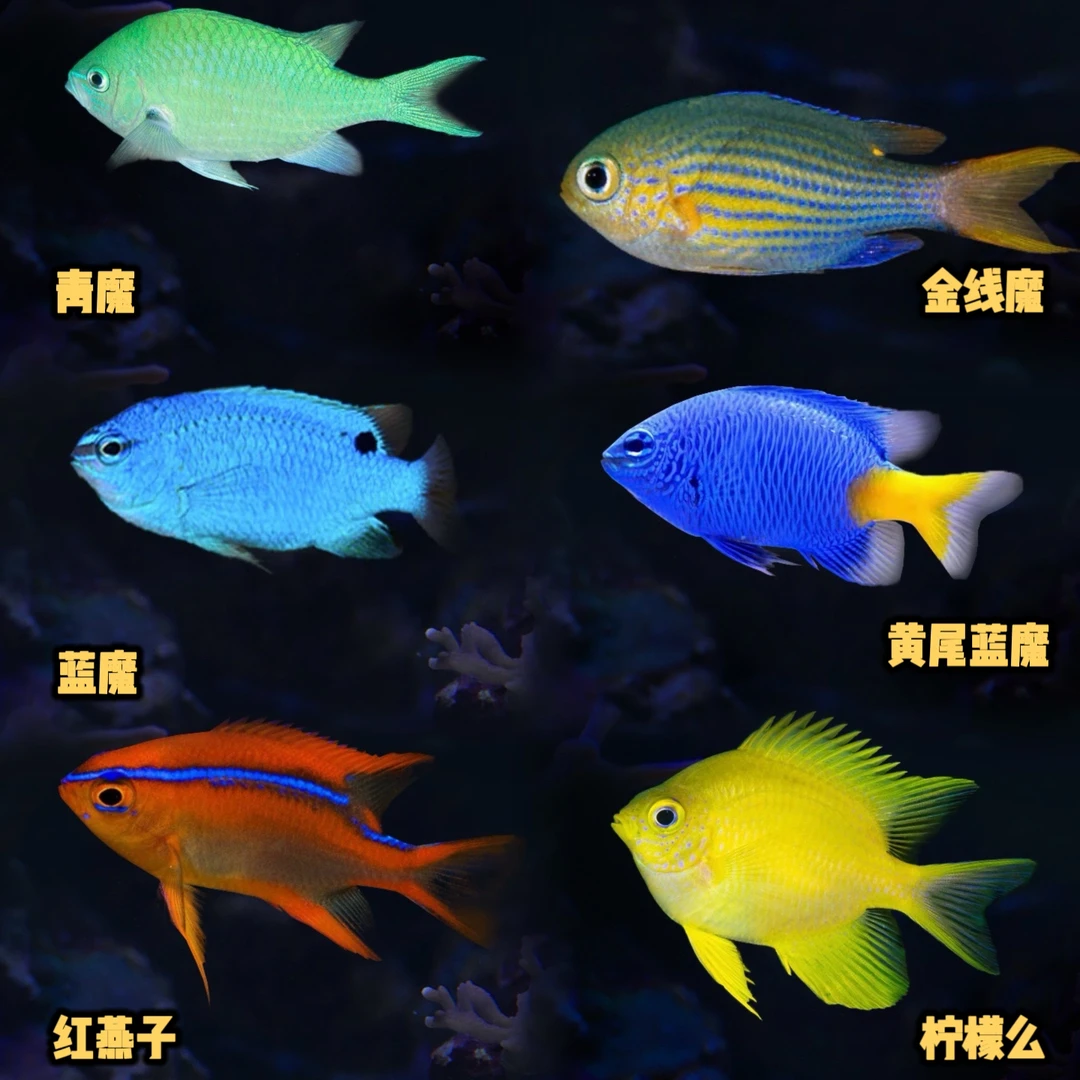 深水么青魔黄尾蓝魔子弹魔红燕子柠檬么魔类雀鲷科 海水鱼观赏鱼