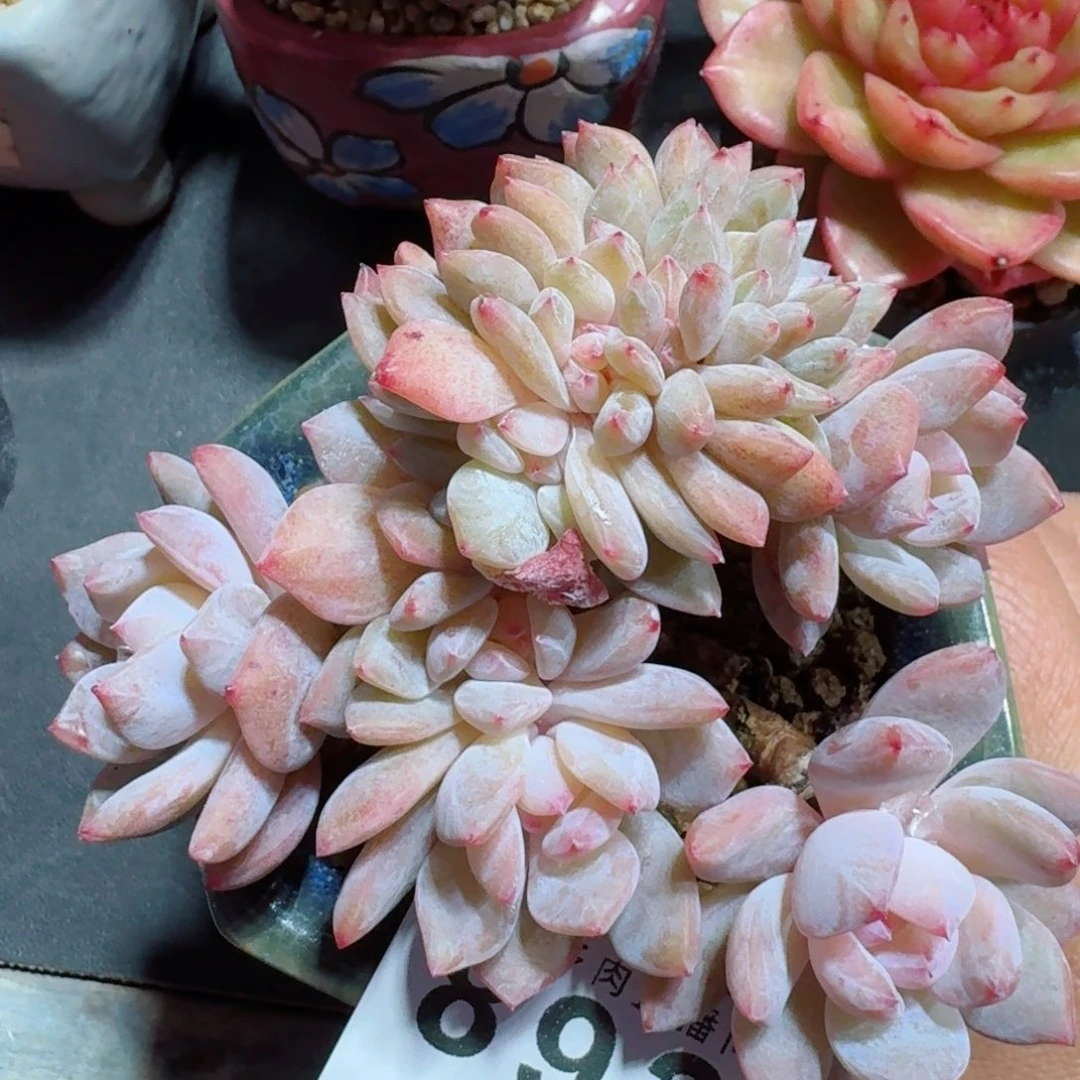 雪天使缀化      愿你一路坦途，乘风破浪展宏图